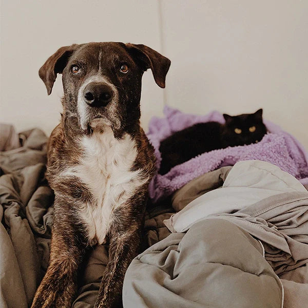 Are Heated Blankets Bad for Pets?