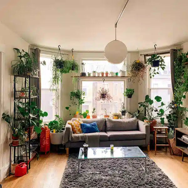 Types of Indoor Plants