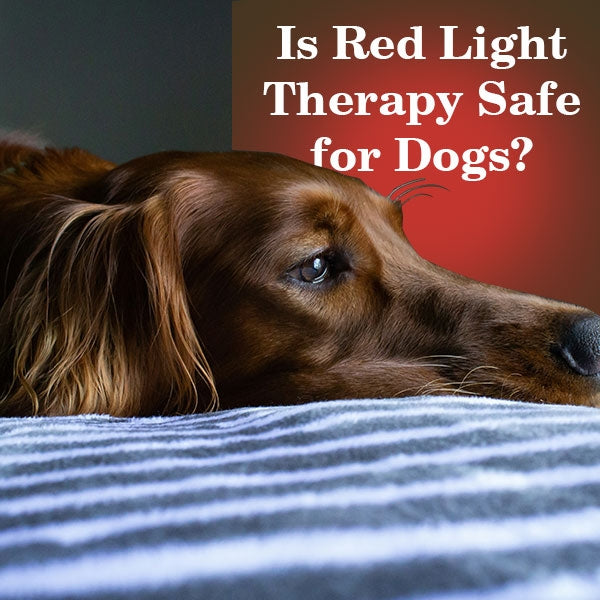 Red Light Therapy for Dogs