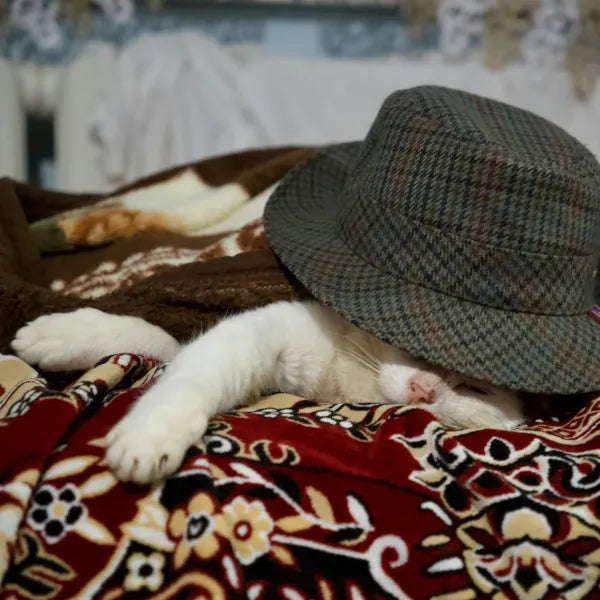 Will My Cat Suffocate Under the Covers? 😺 Jasper Shares Personal Experience