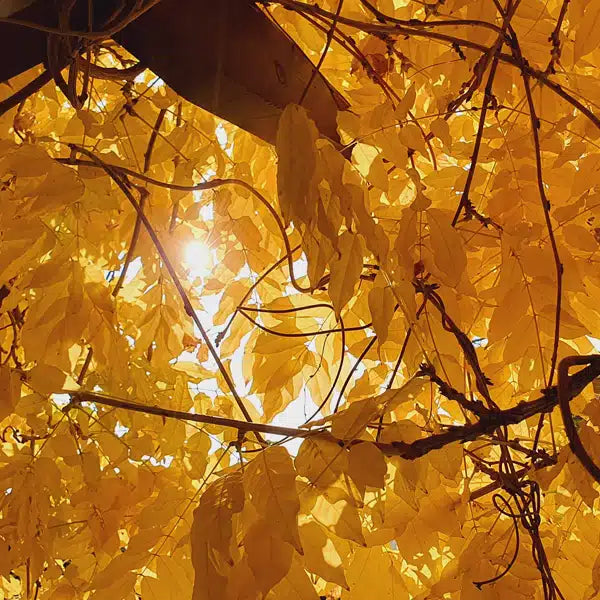 How Do Changing Seasons Affect Human Health