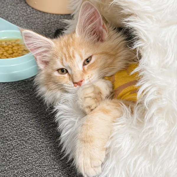🌙 Why My Cat Won’t Let Me Sleep (And How to Get Your Cat to Sleep at Night)