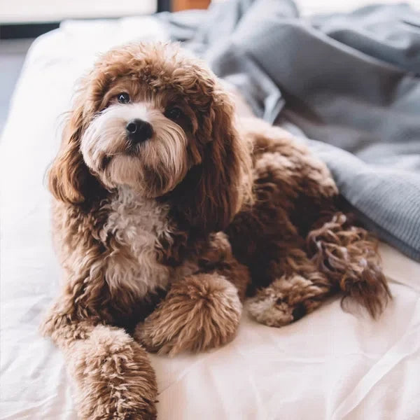 How to Get Dog Hair Out of a Washing Machine?