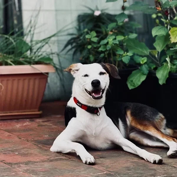 How to Keep Dogs Cool in Summer: Indoor and Outdoor Tips 🐕