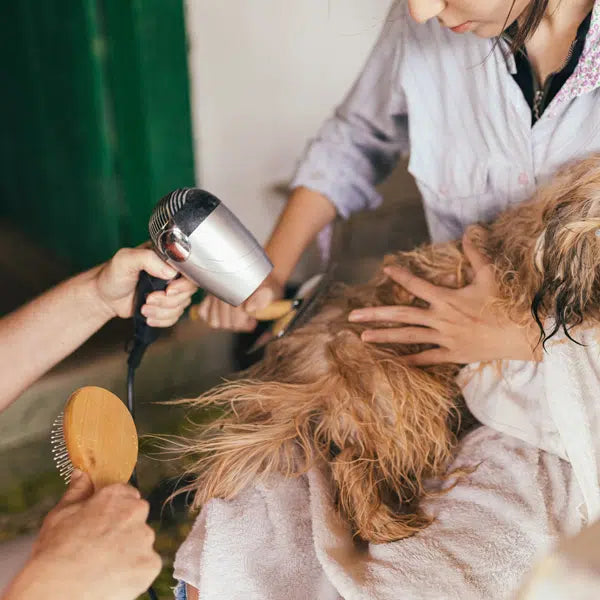How to Groom a Dog at Home: Step-by-Step Guide for Beginners ✁