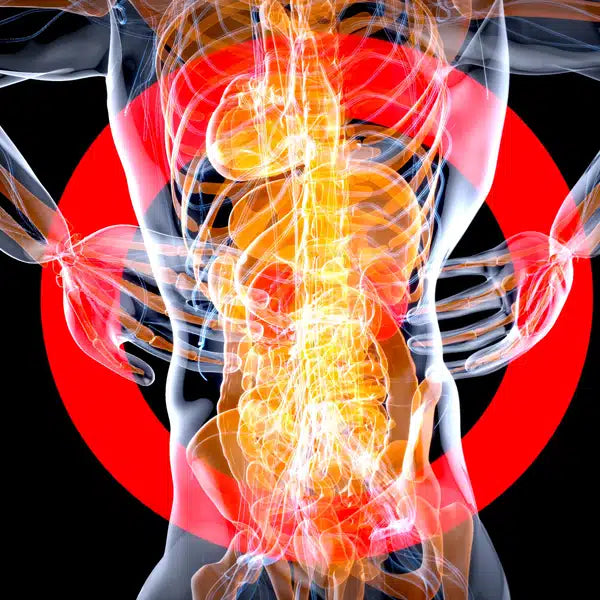internal organ