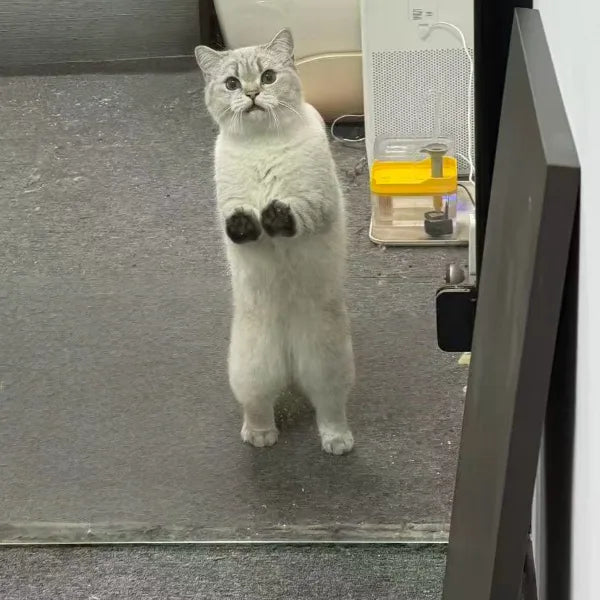 How to Stop Cat from Scratching Door at Night: Causes and Effective Solutions