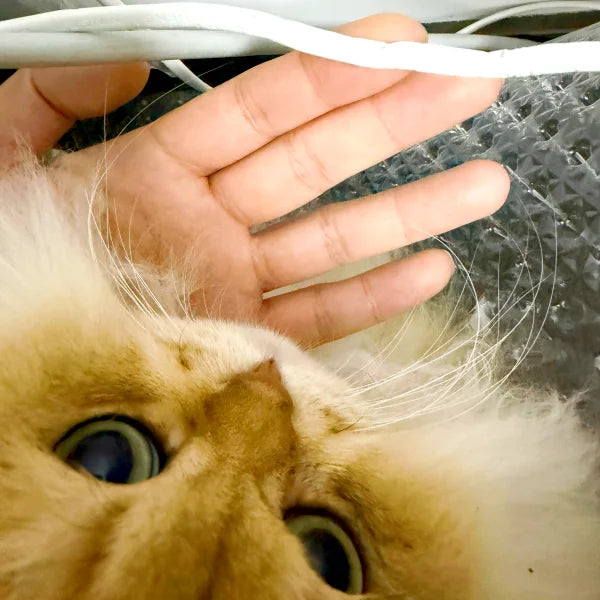 mango and chewed wire